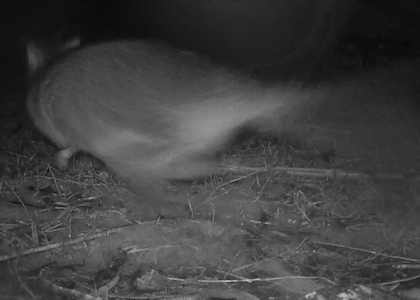 Bat or owl scaring pademelon